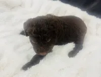 Scout, a male Goldendoodle for sale in Booneville, MS – Photo 4 of 4