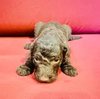 Maisie, a female Goldendoodle for sale in Booneville, MS – 2 of 4