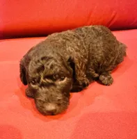 Sable, a female Goldendoodle for sale in Booneville, MS – 3 of 4