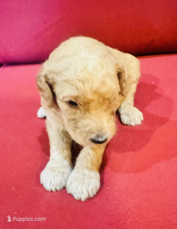 Saint – Goldendoodle puppy for sale in Booneville, MS