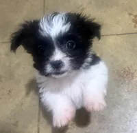 Buster, a male Shihpoo for sale in Booneville, MS – Photo 1 of 4