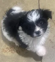 Buster, a male Shihpoo for sale in Booneville, MS – Photo 3 of 4