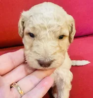 Oliver, a male Goldendoodle for sale in Booneville, MS – 2 of 4