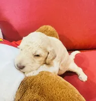 Scout, a male Goldendoodle for sale in Booneville, MS – 2 of 4