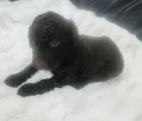 Nova, a female Goldendoodle for sale in Booneville, MS – Photo 3 of 4