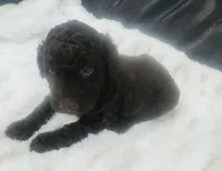 Nova, a female Goldendoodle for sale in Booneville, MS – Photo 2 of 4