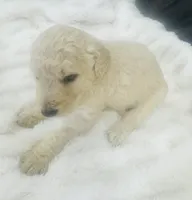 Bentley, a male Goldendoodle for sale in Booneville, MS – Photo 2 of 4