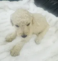 Bentley, a male Goldendoodle for sale in Booneville, MS – Photo 1 of 4