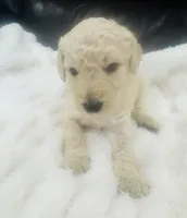 Bentley, a male Goldendoodle for sale in Booneville, MS – Photo 4 of 4