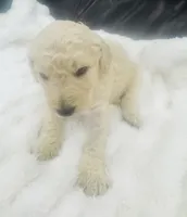 Bentley, a male Goldendoodle for sale in Booneville, MS – Photo 3 of 4