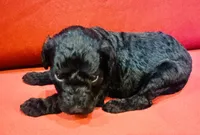 Sage, a female Goldendoodle for sale in Booneville, MS – 3 of 4