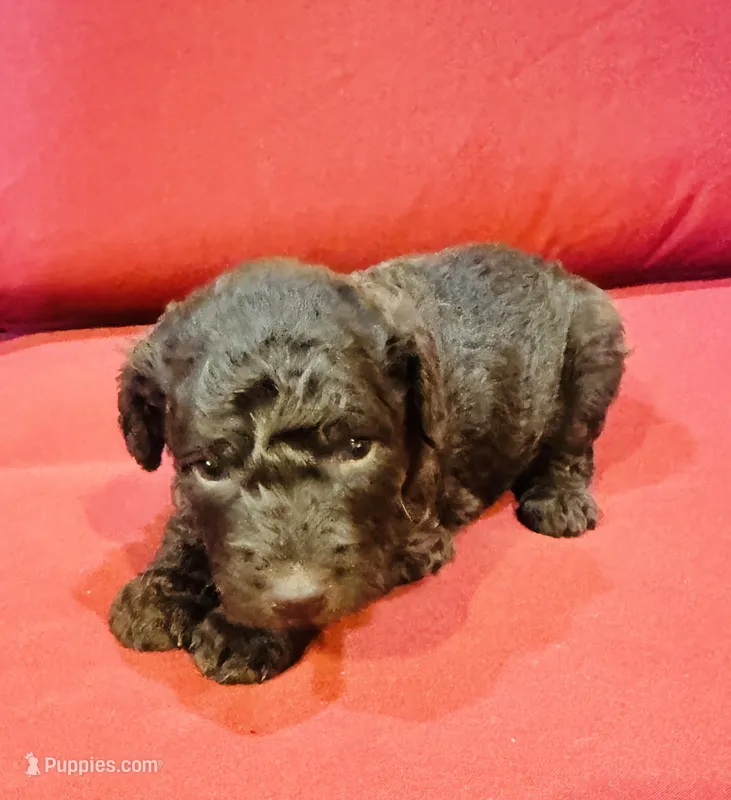 Sable – Goldendoodle puppy for sale in Booneville, MS