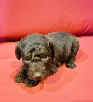 Sable, a female Goldendoodle for sale in Booneville, MS – 1 of 4