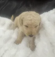 Darcy, a female Goldendoodle for sale in Booneville, MS – Photo 3 of 4