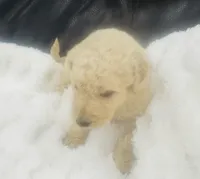 Darcy, a female Goldendoodle for sale in Booneville, MS – Photo 2 of 4