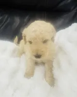 Darcy, a female Goldendoodle for sale in Booneville, MS – Photo 1 of 4