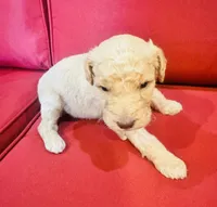 Oliver, a male Goldendoodle for sale in Booneville, MS – 4 of 4