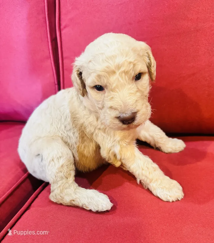 Oliver – Goldendoodle puppy for sale in Booneville, MS