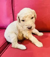 Oliver, a male Goldendoodle for sale in Booneville, MS – 1 of 4