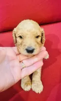Saint, a male Goldendoodle for sale in Booneville, MS – 2 of 4