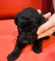 Arnold, a male Goldendoodle for sale in Booneville, MS – 3 of 4