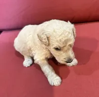 Kobe, a male Goldendoodle for sale in Booneville, MS – 4 of 4