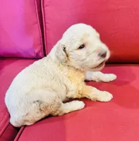 Oliver, a male Goldendoodle for sale in Booneville, MS – 3 of 4