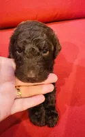 Milo, a male Goldendoodle for sale in Booneville, MS – 4 of 4