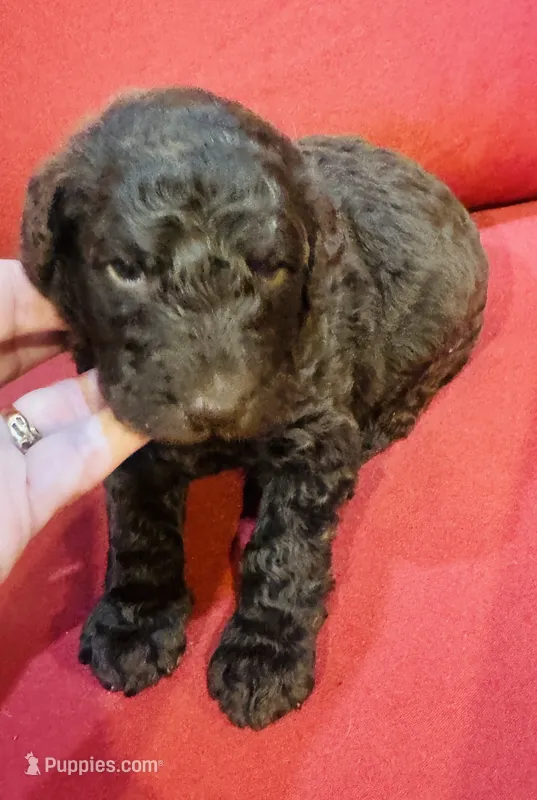 Milo – Goldendoodle puppy for sale in Booneville, MS
