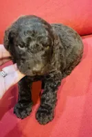 Milo, a male Goldendoodle for sale in Booneville, MS – 1 of 4