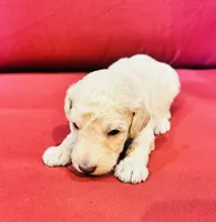 Scout, a male Goldendoodle for sale in Booneville, MS – 4 of 4