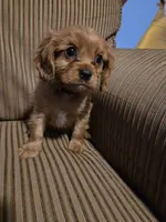 AKC Cavalier King Charles Spaniel~Romeo, a male Cavalier King Charles Spaniel for sale in Waterloo, IA – Photo 3 of 6