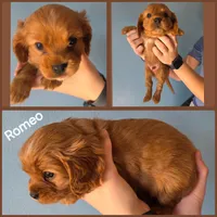 AKC Cavalier King Charles Spaniel~Romeo, a male Cavalier King Charles Spaniel for sale in Waterloo, IA – Photo 4 of 6