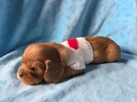 AKC Cavalier King Charles Spaniel~Romeo, a male Cavalier King Charles Spaniel for sale in Waterloo, IA – Photo 6 of 6
