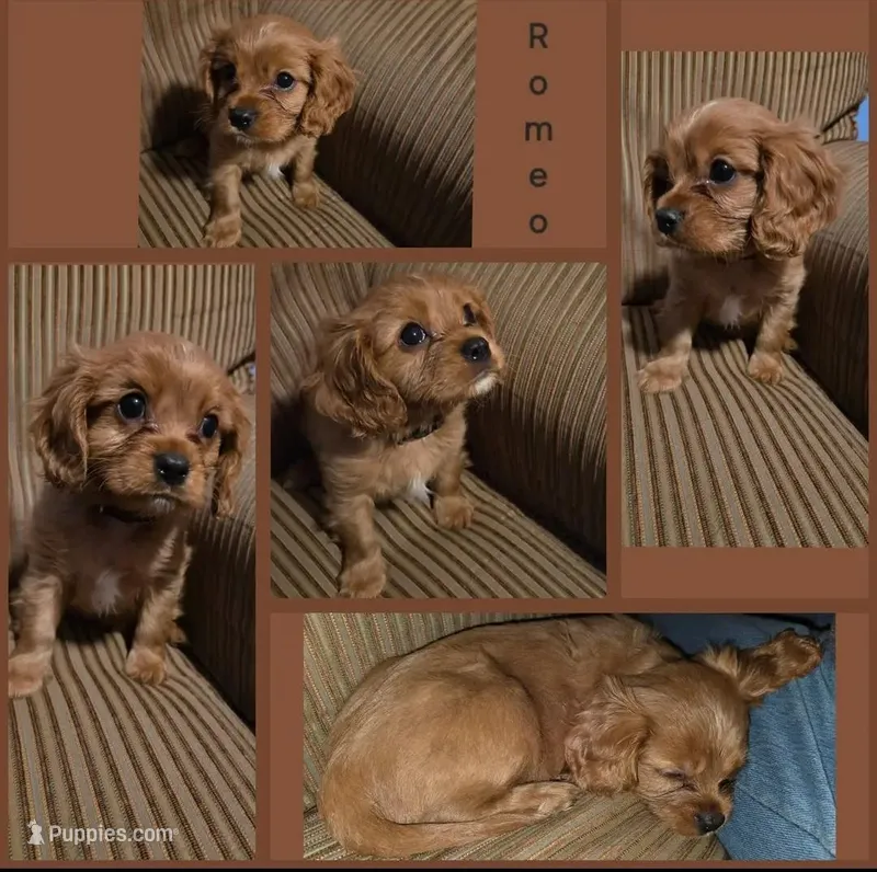 AKC Cavalier King Charles Spaniel~Romeo – Cavalier King Charles Spaniel puppy for sale in Waterloo, IA