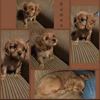 AKC Cavalier King Charles Spaniel~Romeo, a male Cavalier King Charles Spaniel for sale in Waterloo, IA – Photo 1 of 6