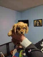 AKC Cavalier King Charles Spaniel~Romeo, a male Cavalier King Charles Spaniel for sale in Waterloo, IA – Photo 2 of 6