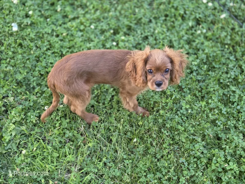 AKC Cavalier King Charles Spaniel~Crush – Cavalier King Charles Spaniel puppy for sale in Waterloo, IA