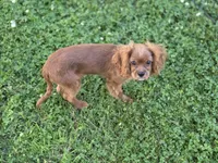 AKC Cavalier King Charles Spaniel~Crush, a male Cavalier King Charles Spaniel for sale in Waterloo, IA – 1 of 2