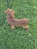 AKC Cavalier King Charles Spaniel~Crush, a male Cavalier King Charles Spaniel for sale in Waterloo, IA – 2 of 2