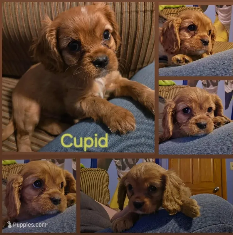 AKC Cavalier King Charles Spaniel~Cupid – Cavalier King Charles Spaniel puppy for sale in Waterloo, IA