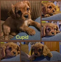 AKC Cavalier King Charles Spaniel~Cupid, a male Cavalier King Charles Spaniel for sale in Waterloo, IA – Photo 1 of 6