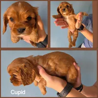 AKC Cavalier King Charles Spaniel~Cupid, a male Cavalier King Charles Spaniel for sale in Waterloo, IA – Photo 4 of 6