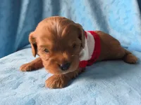 AKC Cavalier King Charles Spaniel~Cupid, a male Cavalier King Charles Spaniel for sale in Waterloo, IA – Photo 6 of 6