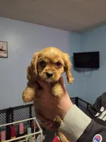 AKC Cavalier King Charles Spaniel~Cupid, a male Cavalier King Charles Spaniel for sale in Waterloo, IA – Photo 2 of 6