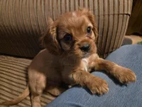 AKC Cavalier King Charles Spaniel~Cupid, a male Cavalier King Charles Spaniel for sale in Waterloo, IA – Photo 3 of 6