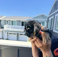 FATHERS DAY SPECIAL 🐶, a female English Bulldog for sale in Penngrove, CA – 7 of 9