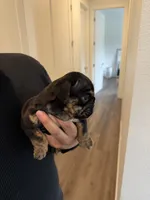 RIRI , a female English Bulldog for sale in Penngrove, CA – 3 of 8