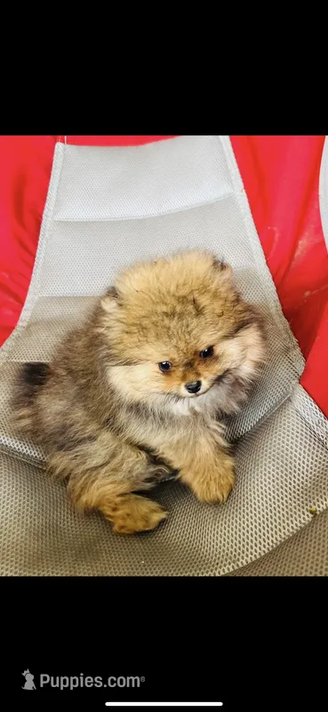 Lexi  – Pomeranian puppy for sale in Penngrove, CA