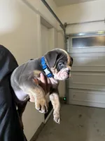 Blue , a male English Bulldog for sale in Penngrove, CA – Photo 1 of 5